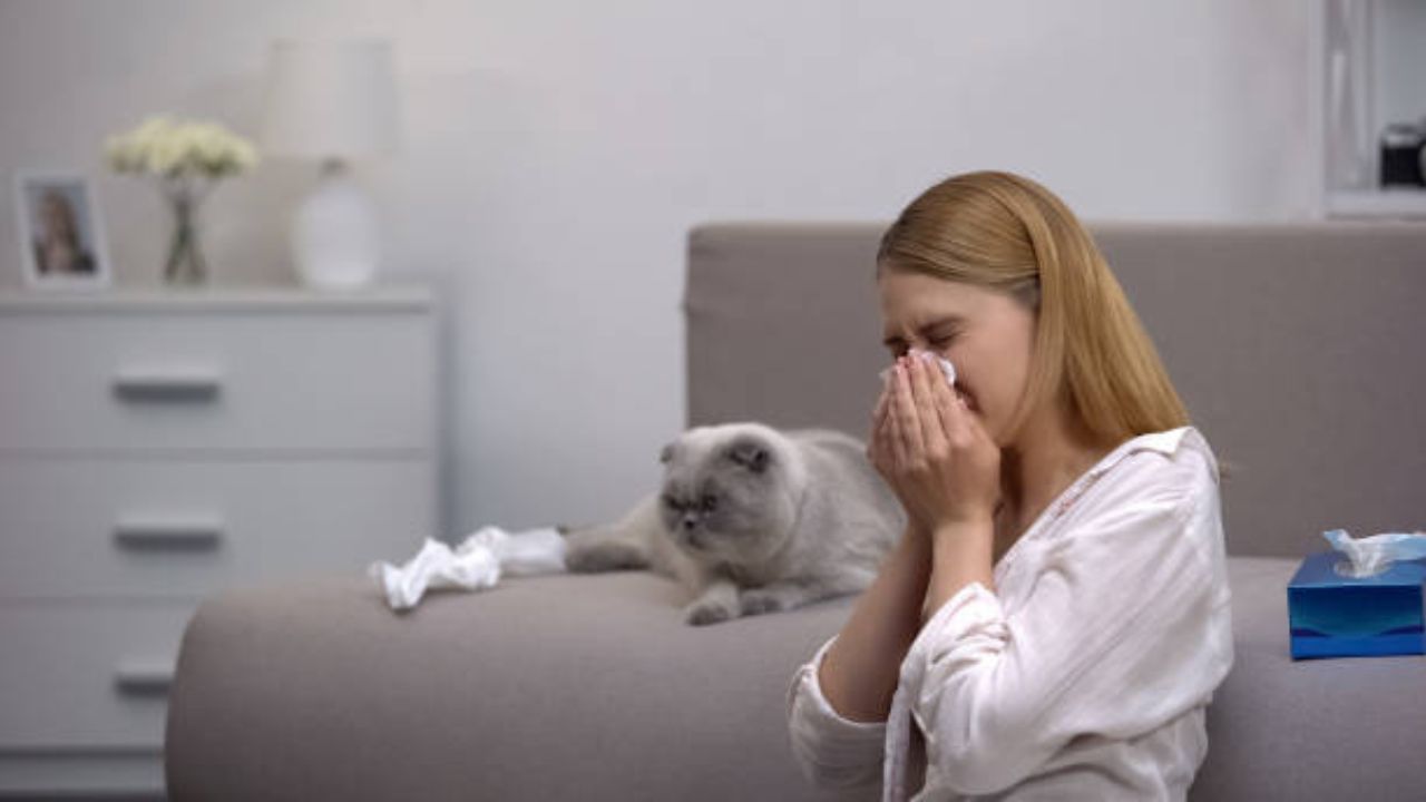 Cat Allergy Medicine